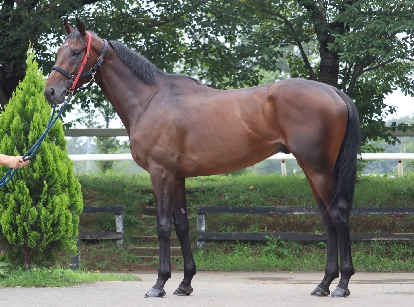 マカレナダンス Macarena Dance 牡 3歳 ※中央競馬 登録抹消 マカレナダンス Macarena Dance 牡 3歳 ※中央競馬 登録抹消