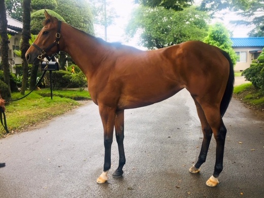 トーヨークィーン　Toyo Queen　　牝　３歳　　※中央競馬　登録抹消_main1