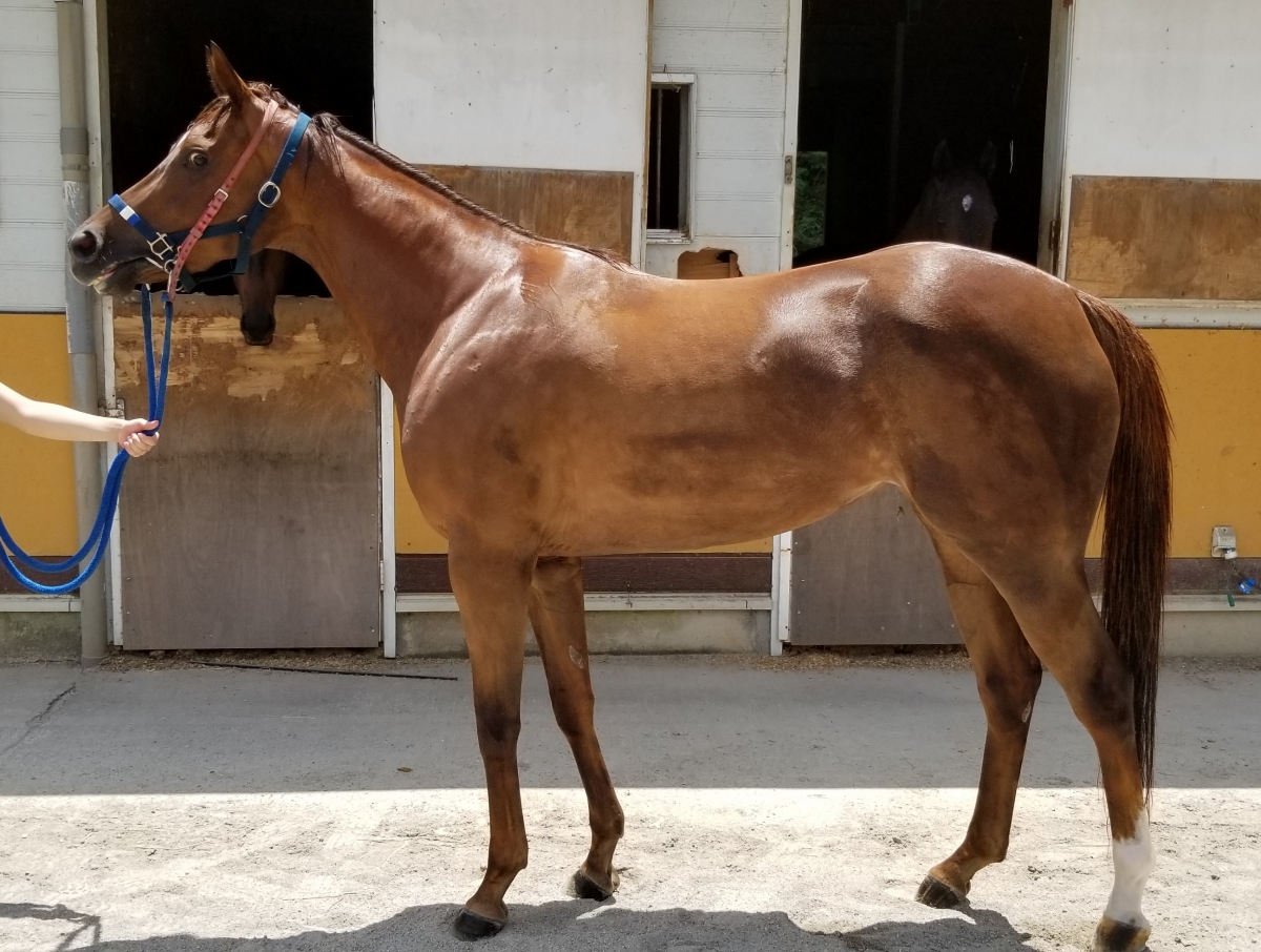 マイウェイトウト　My Way Toto　　牝　３歳　　※中央競馬　登録抹消_main1