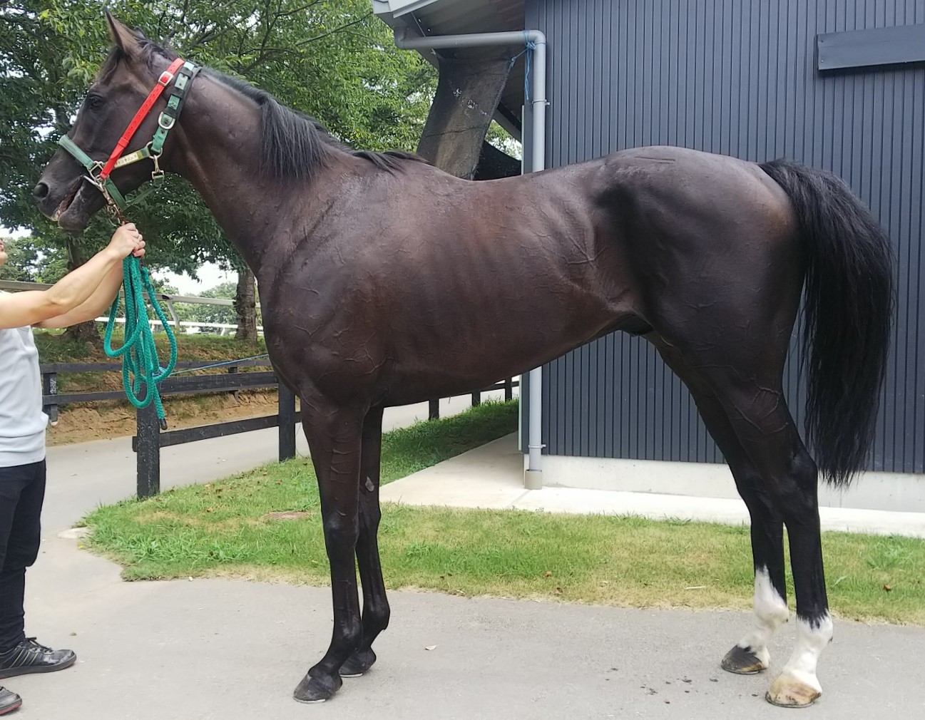 ウインサジェス Win Sagesse 牡 ３歳 ※中央競馬 登録抹消 