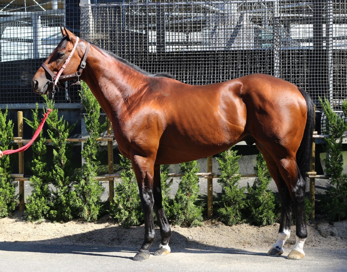 フライベルク　Freiberg　　牡　４歳　　※地方競馬　在籍_main1