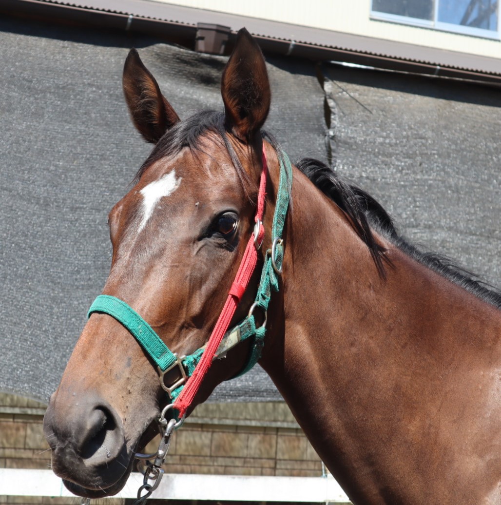 【期限切れ単勝馬券】　2歳新馬　ゴールドアリュール 永島まなみ勝利／名付け親] 2024/07/07 メイクデビュー小倉