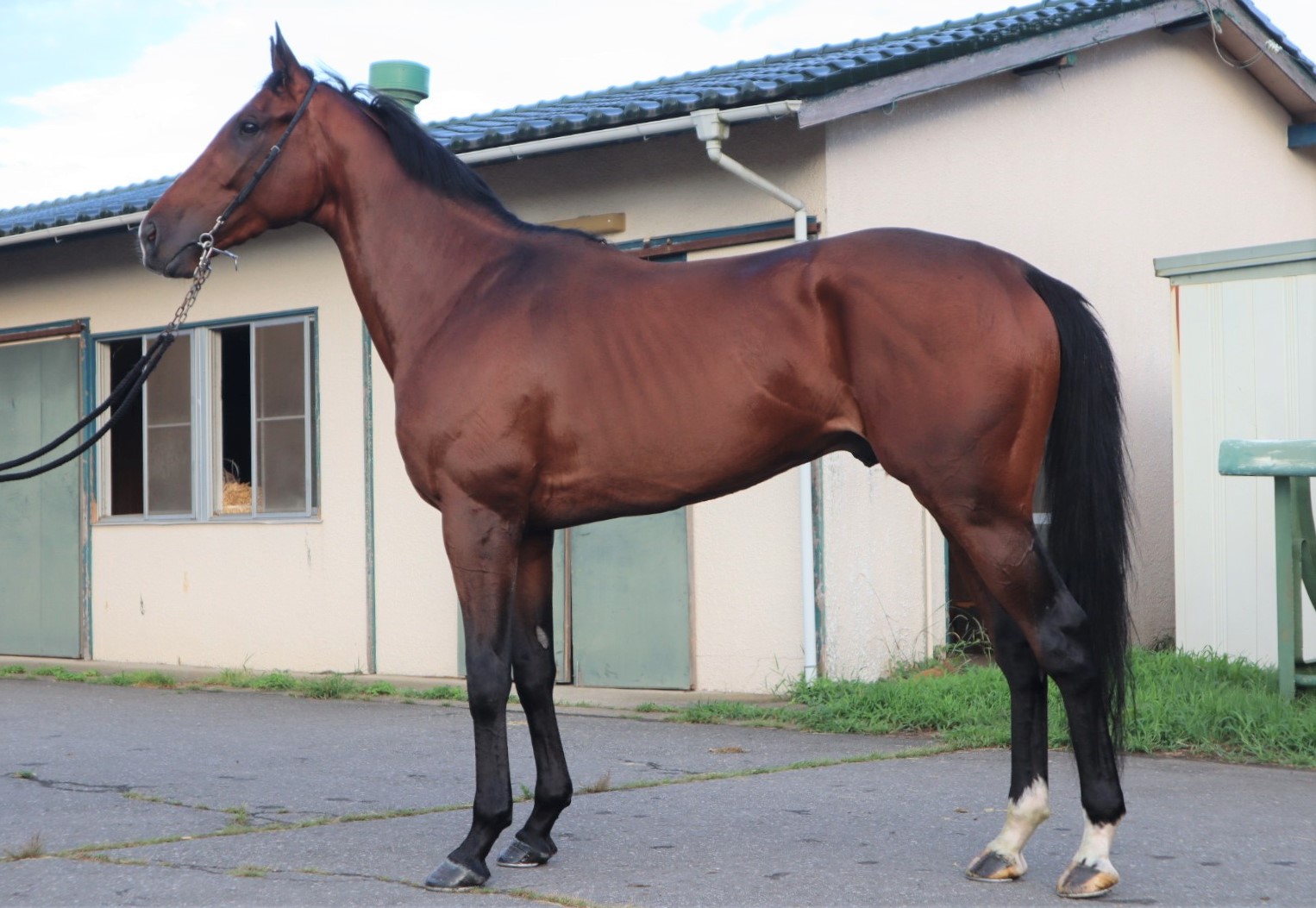 ストームシャドウ　Storm Shadow　　牡　３歳　　※中央競馬　登録抹消_main1