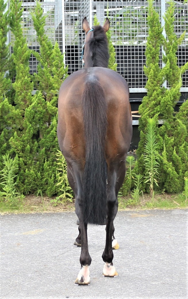 ウインバラーディア Win Balladeer 牡 5歳 ※中央競馬 登録抹消 ウインバラーディア Win Balladeer 牡 5歳 ※中央競馬 登録抹消