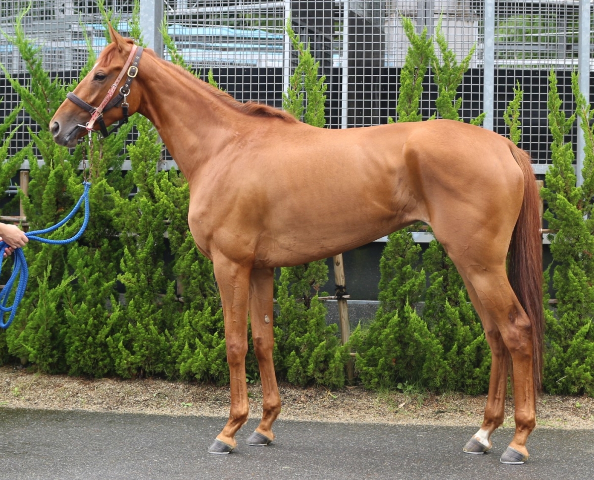 ウルスラ Ursula 牝 3歳 ※中央競馬 登録抹消 | サラブレッドオークション