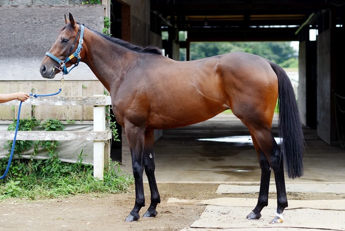 グラスエルファロ　Grass el Faro　　牡　３歳　　※中央競馬　登録抹消_main1