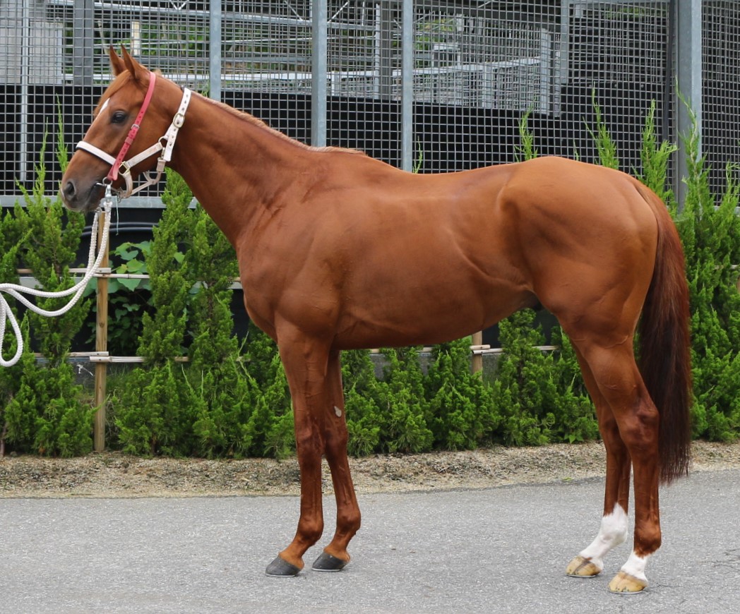 ヴァリオブキングズ　Valley of Kings　　牡　３歳　　※中央競馬　登録抹消_main1