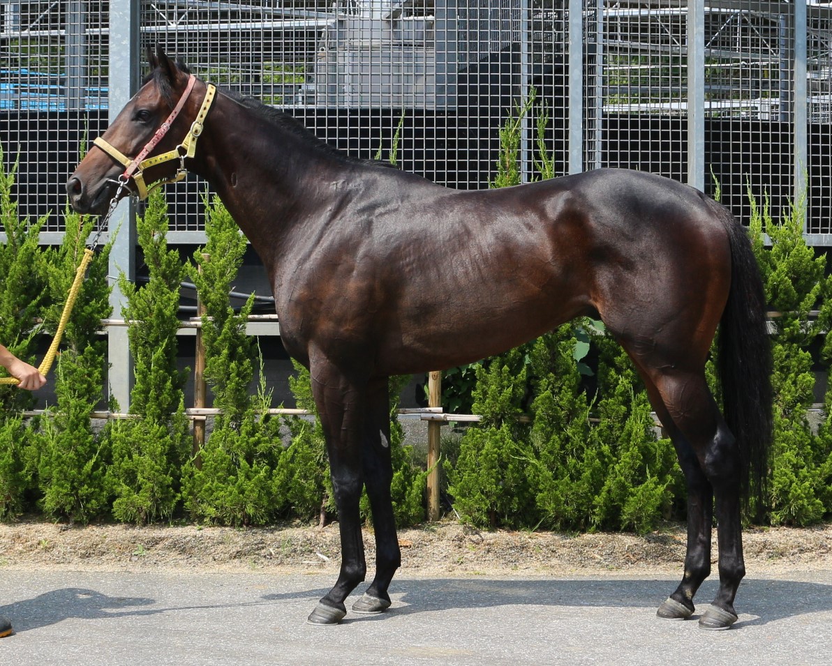 フゼアノート Fougere Note 牡 3歳 ※中央競馬 登録抹消 | サラブレッドオークション