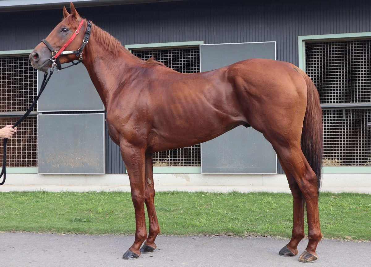 ガイヤルド　Gaillarde　　牡　３歳　　※中央競馬　登録抹消_main1