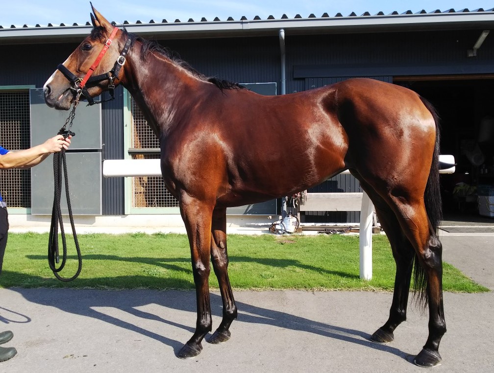 サヴォアフェール　Savoirfaire　　牝　３歳　　※中央競馬　登録抹消_main1