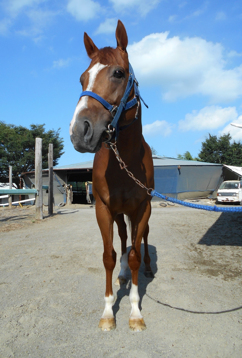 タイキパラドックス Taiki Paradox 牡 6歳 ※中央競馬 登録抹消 タイキパラドックス Taiki Paradox 牡 6歳 ※中央競馬 登録抹消