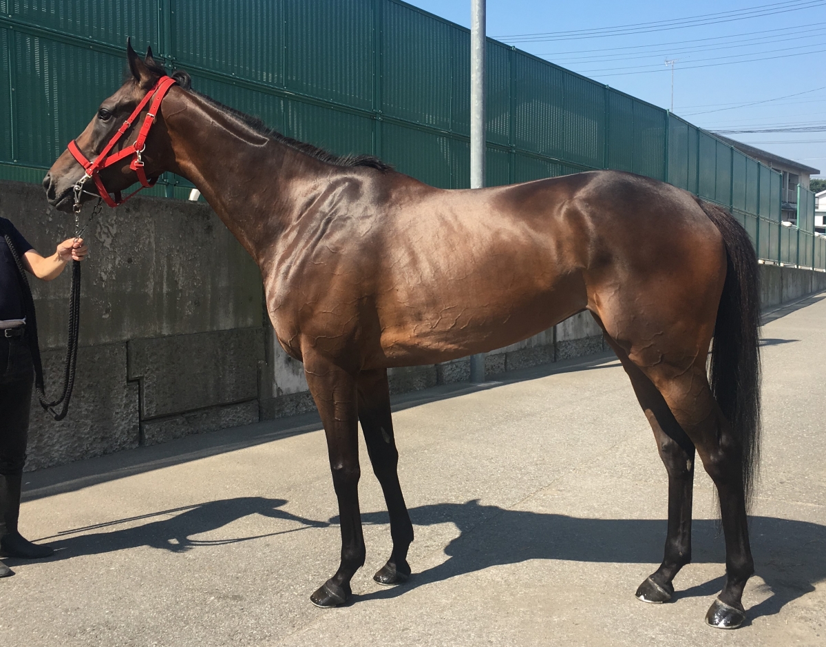 ティラール Tireur 牝 4歳 ※地方競馬 在籍 | サラブレッドオークション