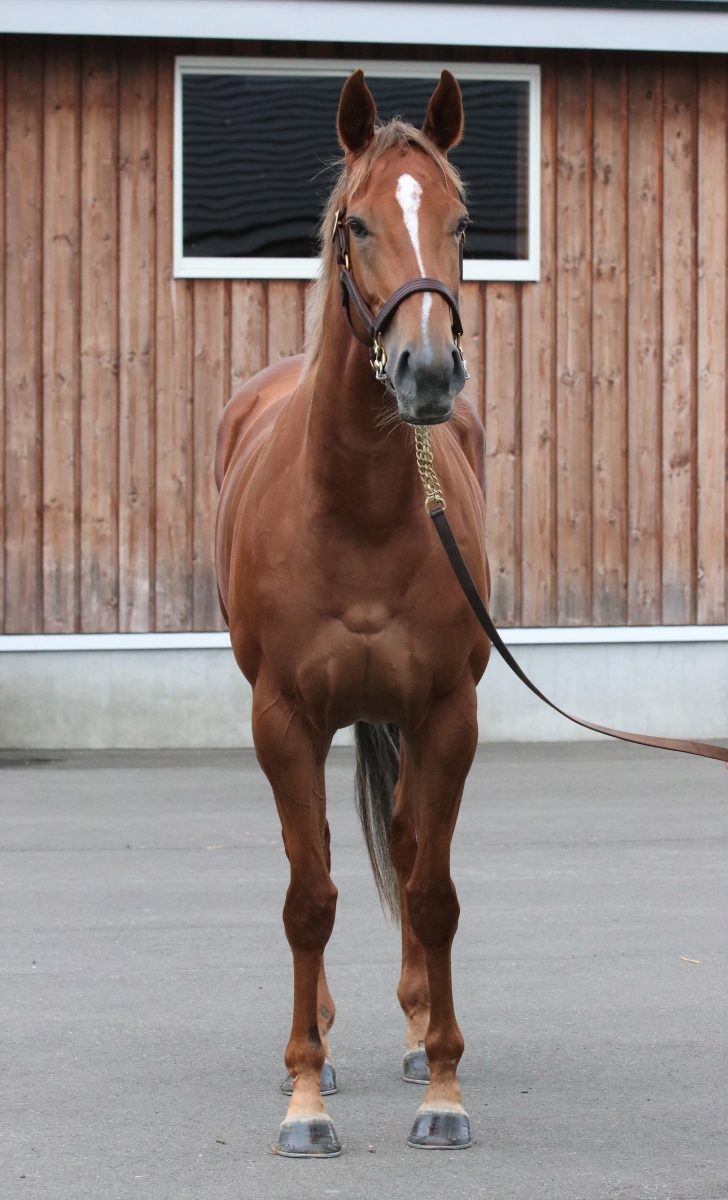マニカルニカ Manikarnika 牝 3歳 ※中央競馬 登録抹消