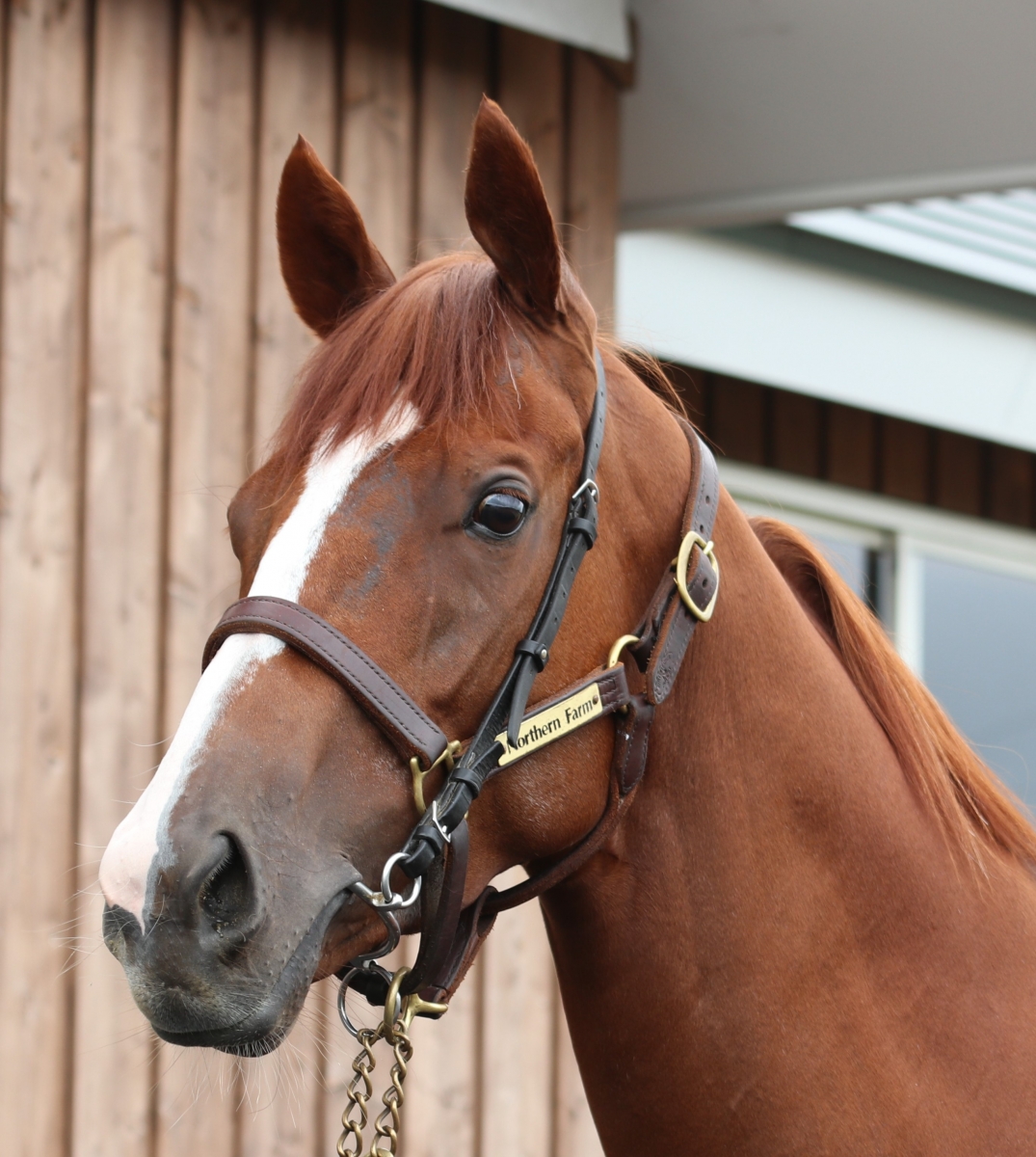 馬のディッシュ 金色の馬車 お土産 置物 お酒 馬 OM402