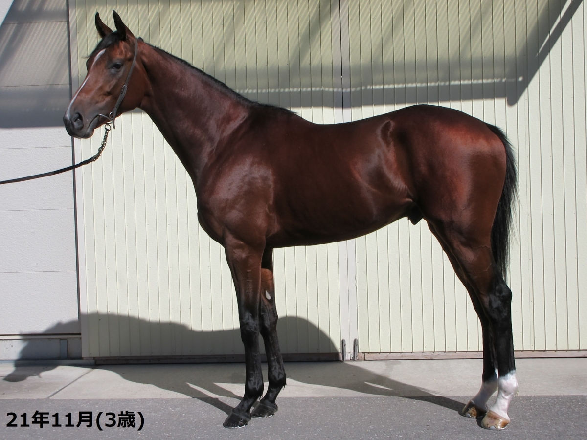 即日発送！サラブレッド種牡馬銘鑑1977第4巻 ショウナンガロ 牡4歳 ※中央競馬 登録抹消 | サラブレッド