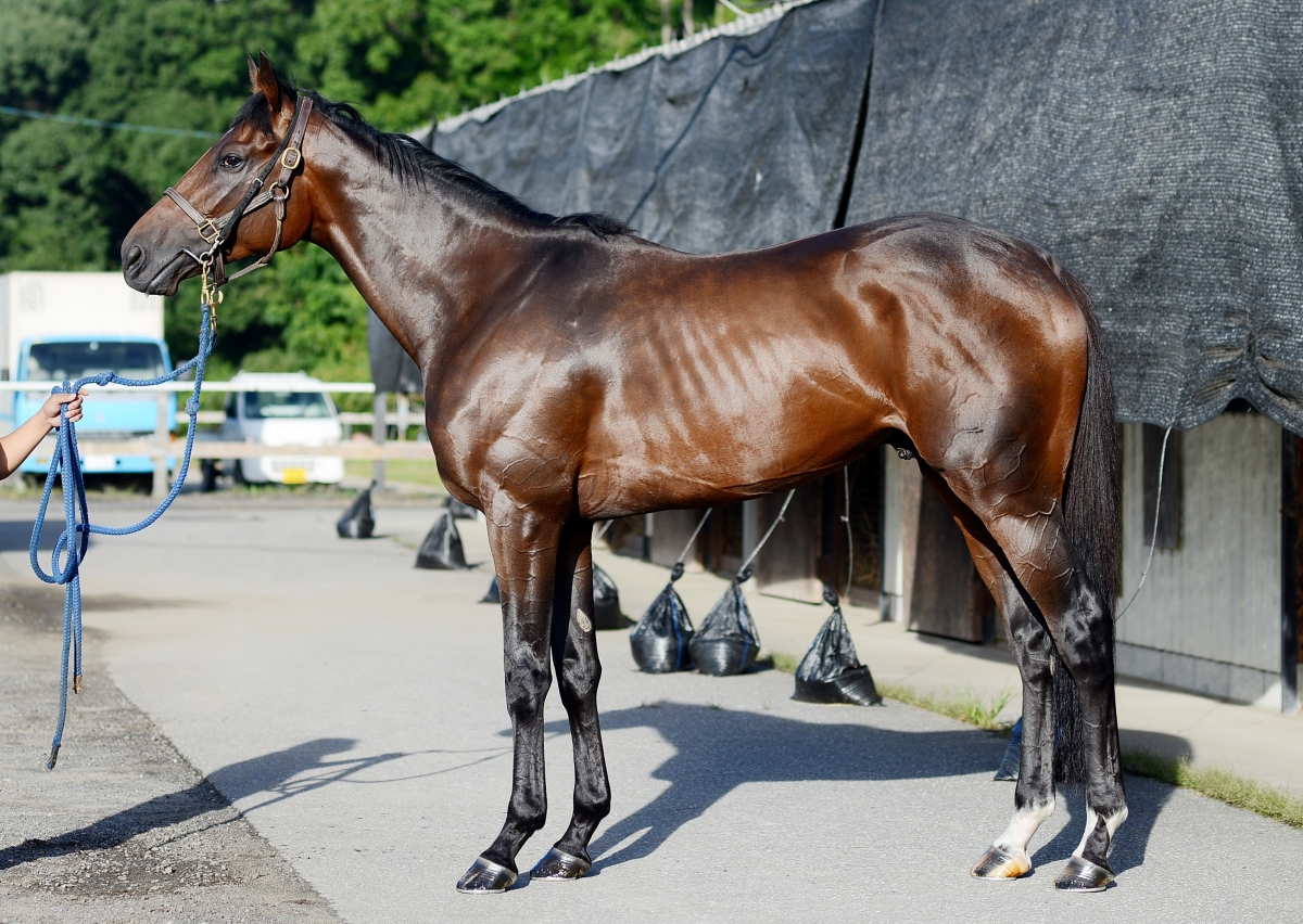 T27上◇競走馬に関係する本をまとめて15冊まとめて【軽種馬当歳