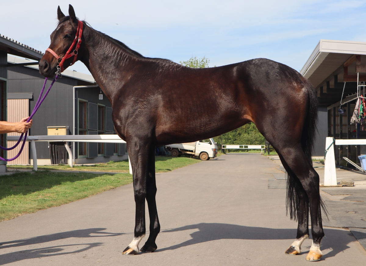 ステリーナ　Stellina　　牝　３歳　　※繁殖牝馬（空胎）_main1