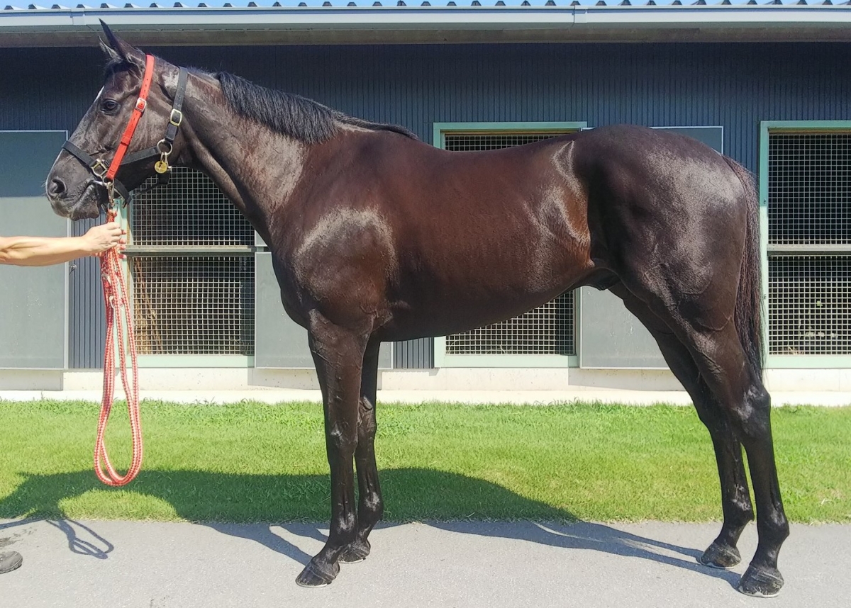 ハットプレイ　Hatto Play　　セン　５歳　　※地方競馬　在籍_main1