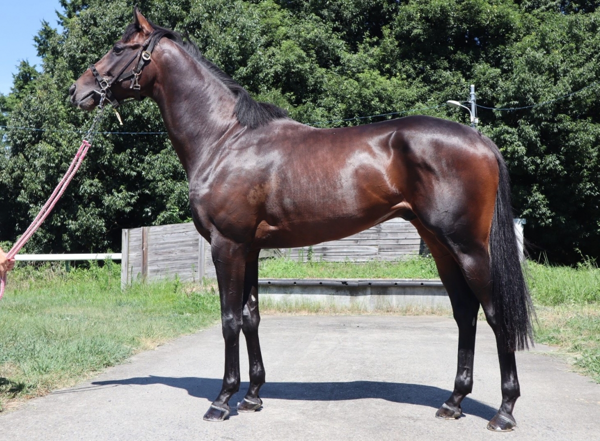 ジュンツバサニセイ Jun Tsubasa Nisei 牡 3歳 ※中央競馬 登録
