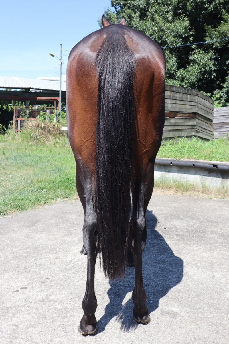 ジュンツバサニセイ Jun Tsubasa Nisei 牡 3歳 ※中央競馬 登録
