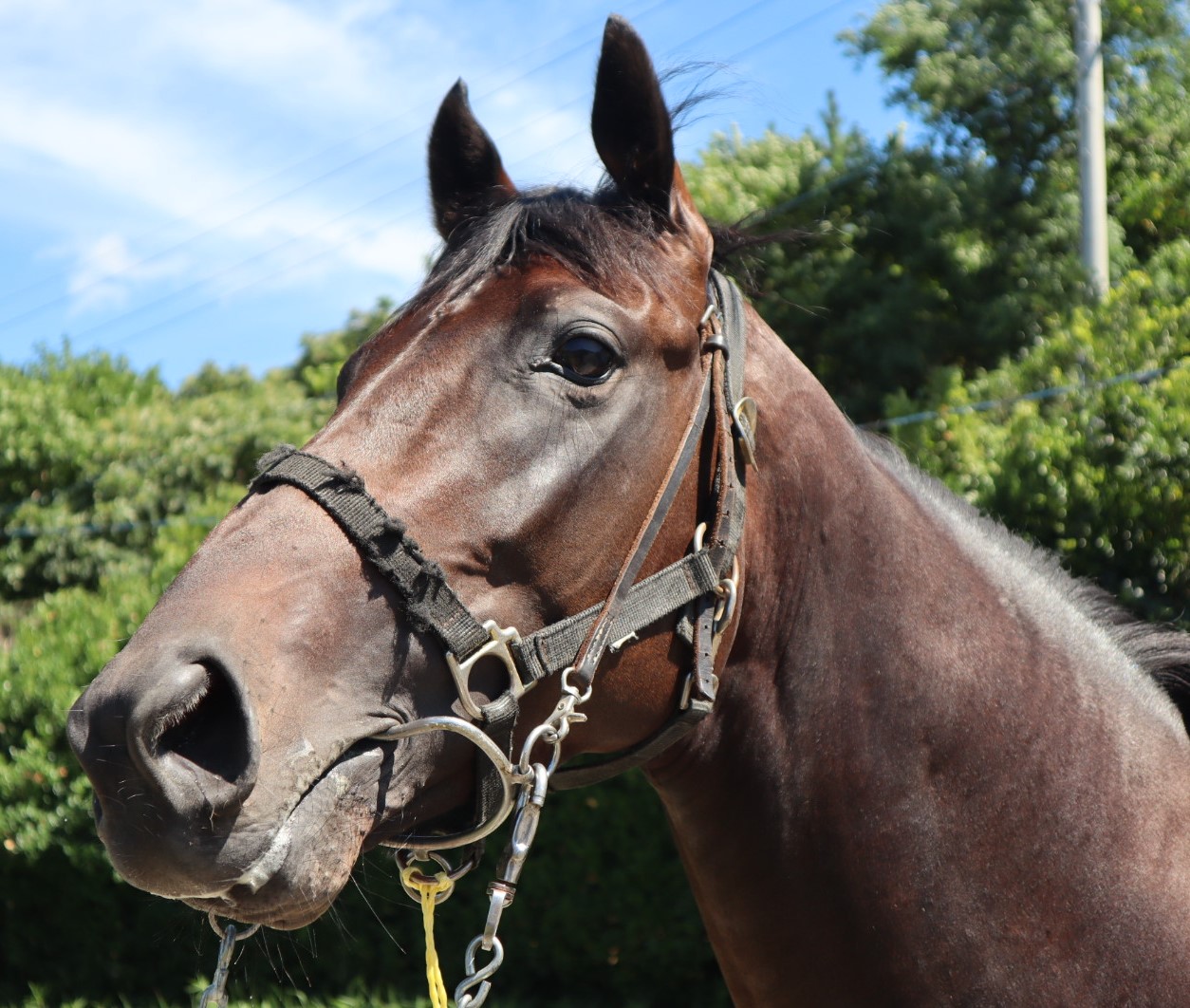 ジュンツバサニセイ Jun Tsubasa Nisei 牡 3歳 ※中央競馬 登録