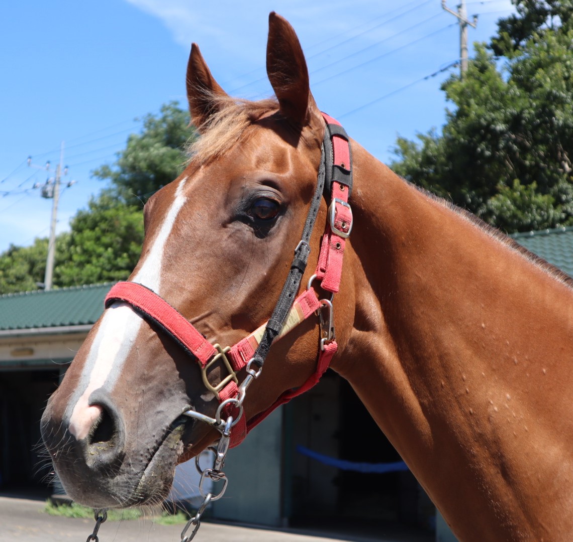 マイネルエール Meiner Aile セン ３歳 ※中央競馬 登録抹消 | サラブレッドオークション