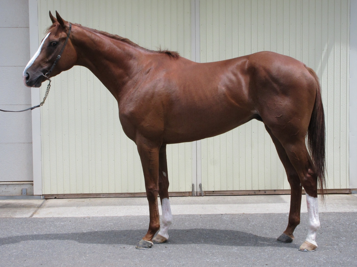 ガリンシャ Garrincha 牡 ３歳 ※中央競馬 登録抹消 | サラブレッド