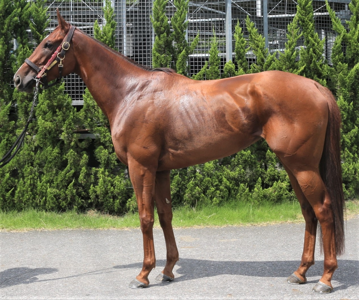 ルージュディザイア　Rouge Desire　　牝　３歳　　※中央競馬　登録抹消_main1