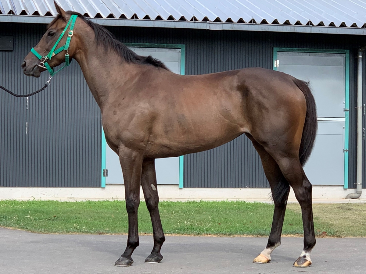 サンリヴァル 日本ダービー 馬券 - スポーツ