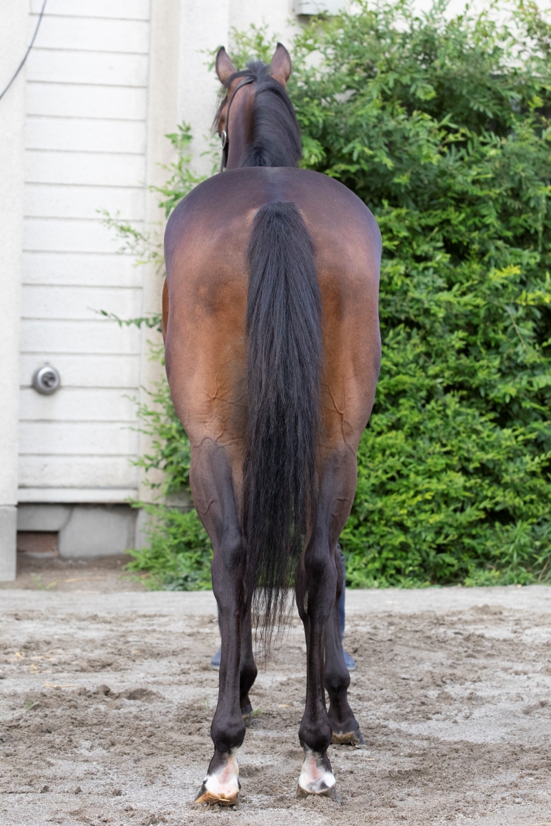 エムティヒビキ M T Hibiki セン 2歳 ※地方競馬 在籍