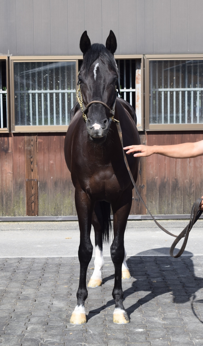 オウケンブリザード Oken Blizzard 牡 3歳 ※中央競馬 登録抹消