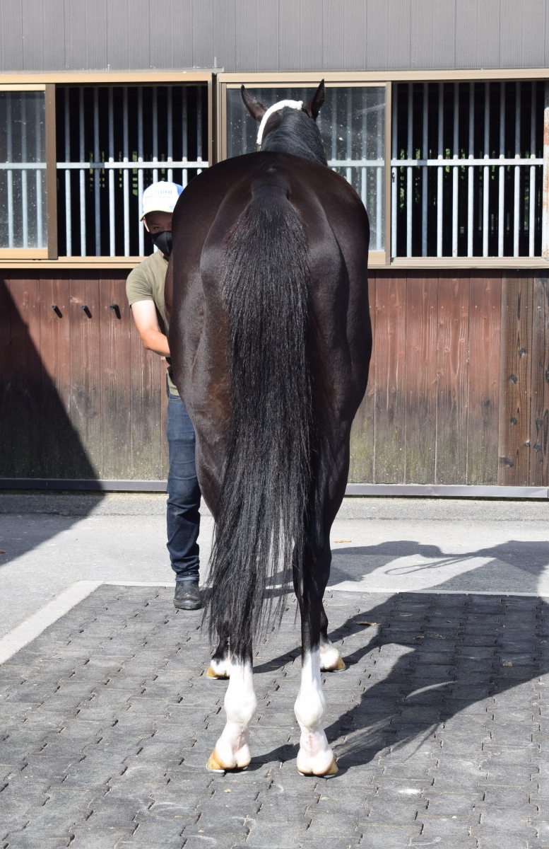 オウケンブリザード Oken Blizzard 牡 3歳 ※中央競馬 登録抹消