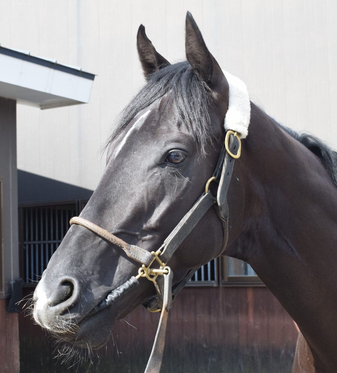 オウケンブリザード Oken Blizzard 牡 3歳 ※中央競馬 登録抹消