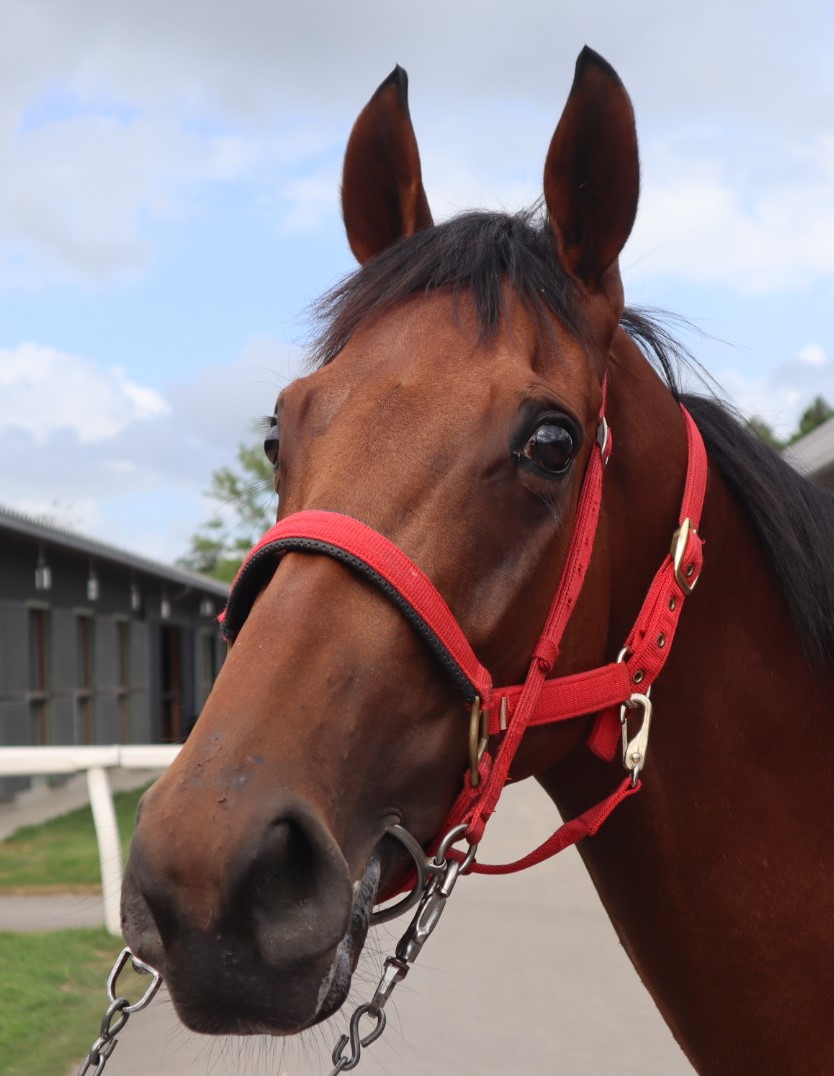 中央競馬LD年鑑【1999年度・レーザディスク】 中央競馬LD年鑑【1999年度・レーザディスク】 中央競馬LD年鑑