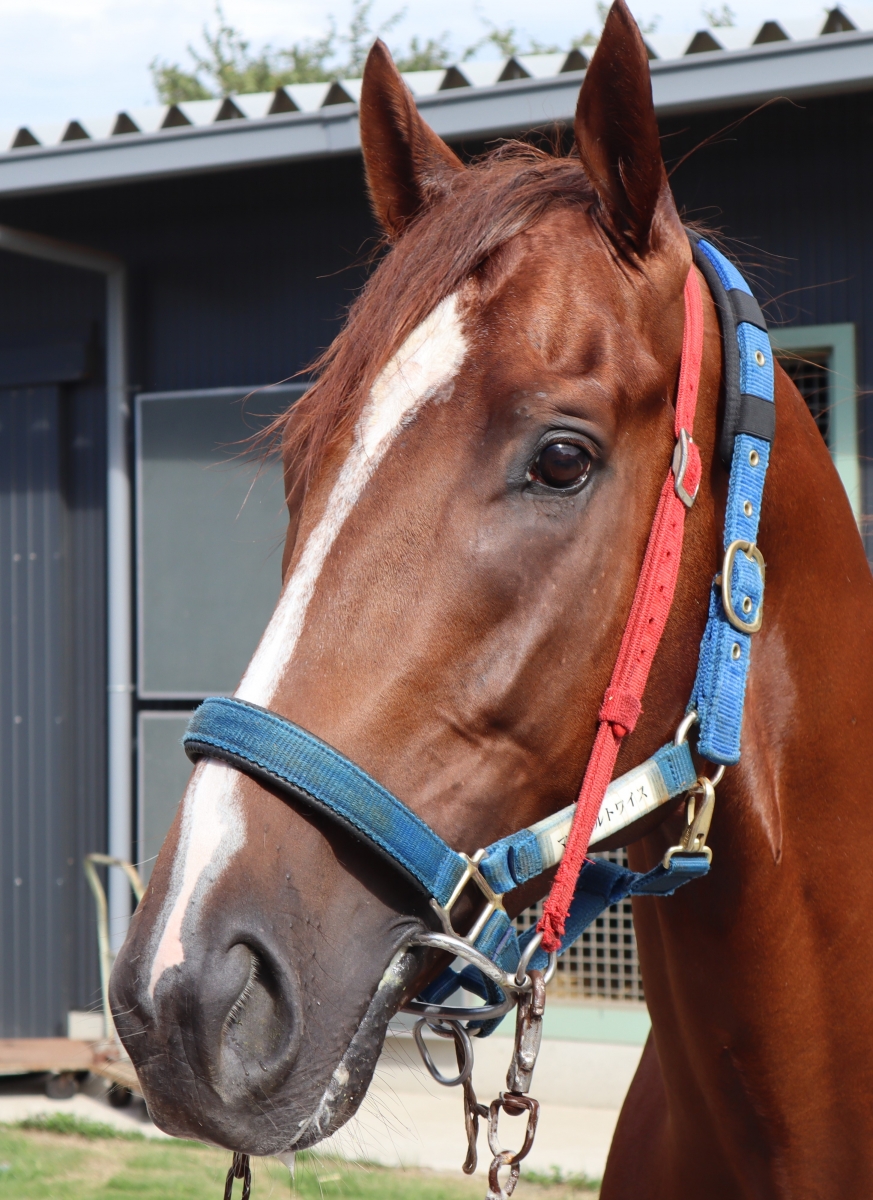 なかまをあつめてわいわいレース　　レア品特典付き　未開封 36240きのこ-生糸【1.1m】【デザインレースユキ】