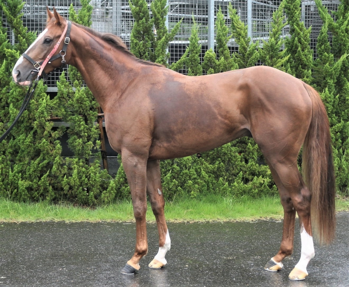 メイショウアカツキ Meisho Akatsuki 牡 3歳 ※中央競馬 登録