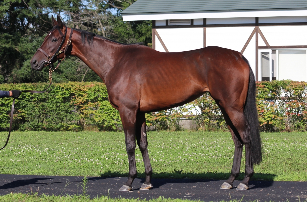 モルレー　Morlaix　　牝　３歳　　※中央競馬　登録抹消_main1