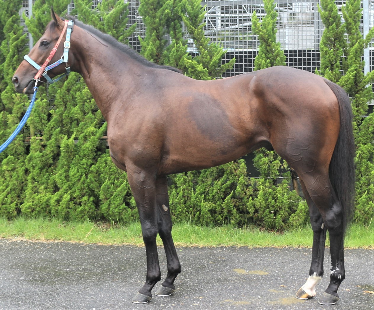 パフドラム　Pahu Drum　　牡　４歳　　※中央競馬　登録抹消_main1