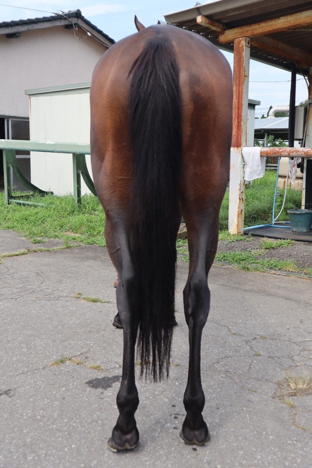 ロックオンエイム Lock On Aim 牝 4歳 ※中央競馬 登録抹消