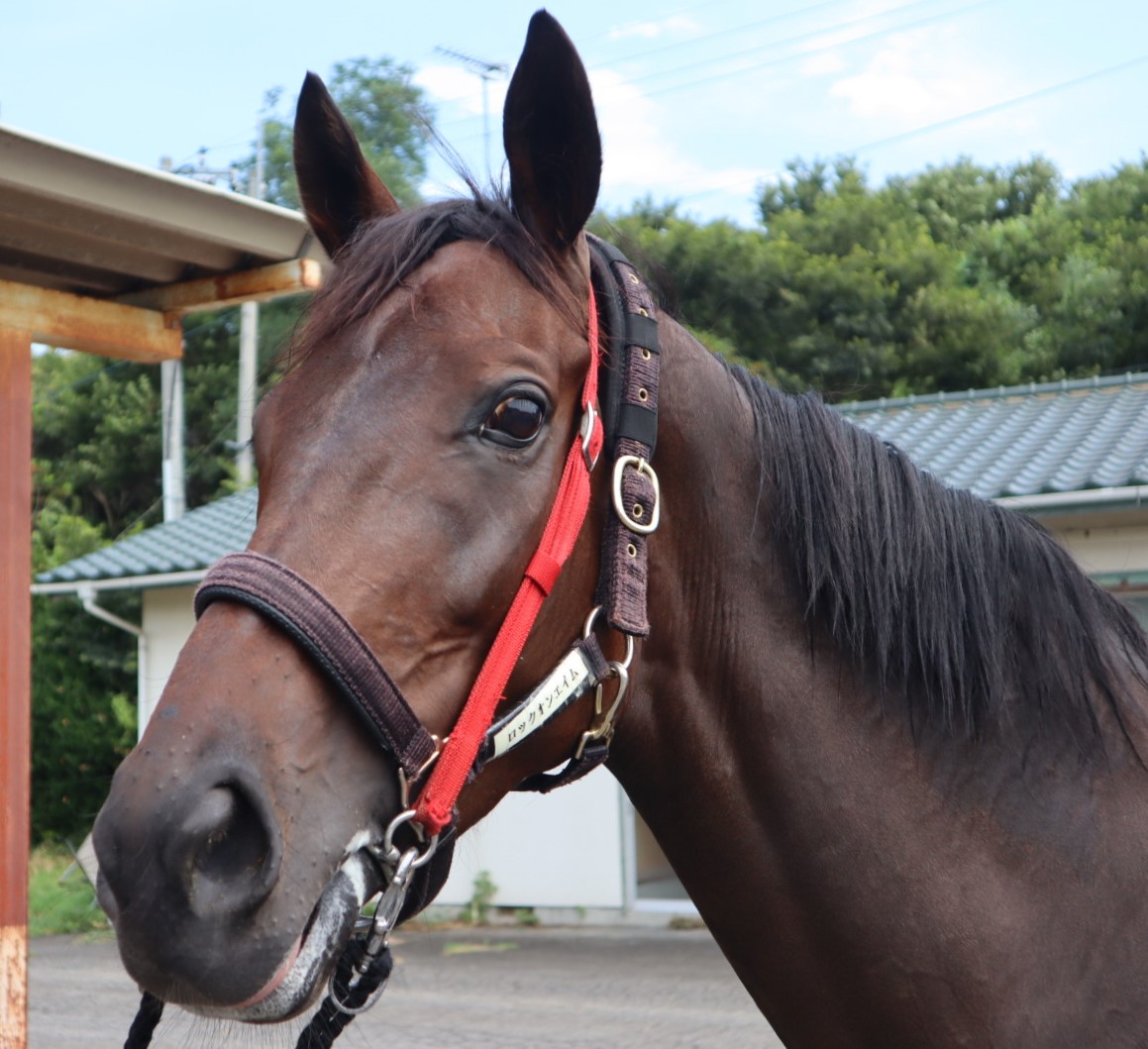 ロックオンエイム Lock On Aim 牝 4歳 ※中央競馬 登録抹消