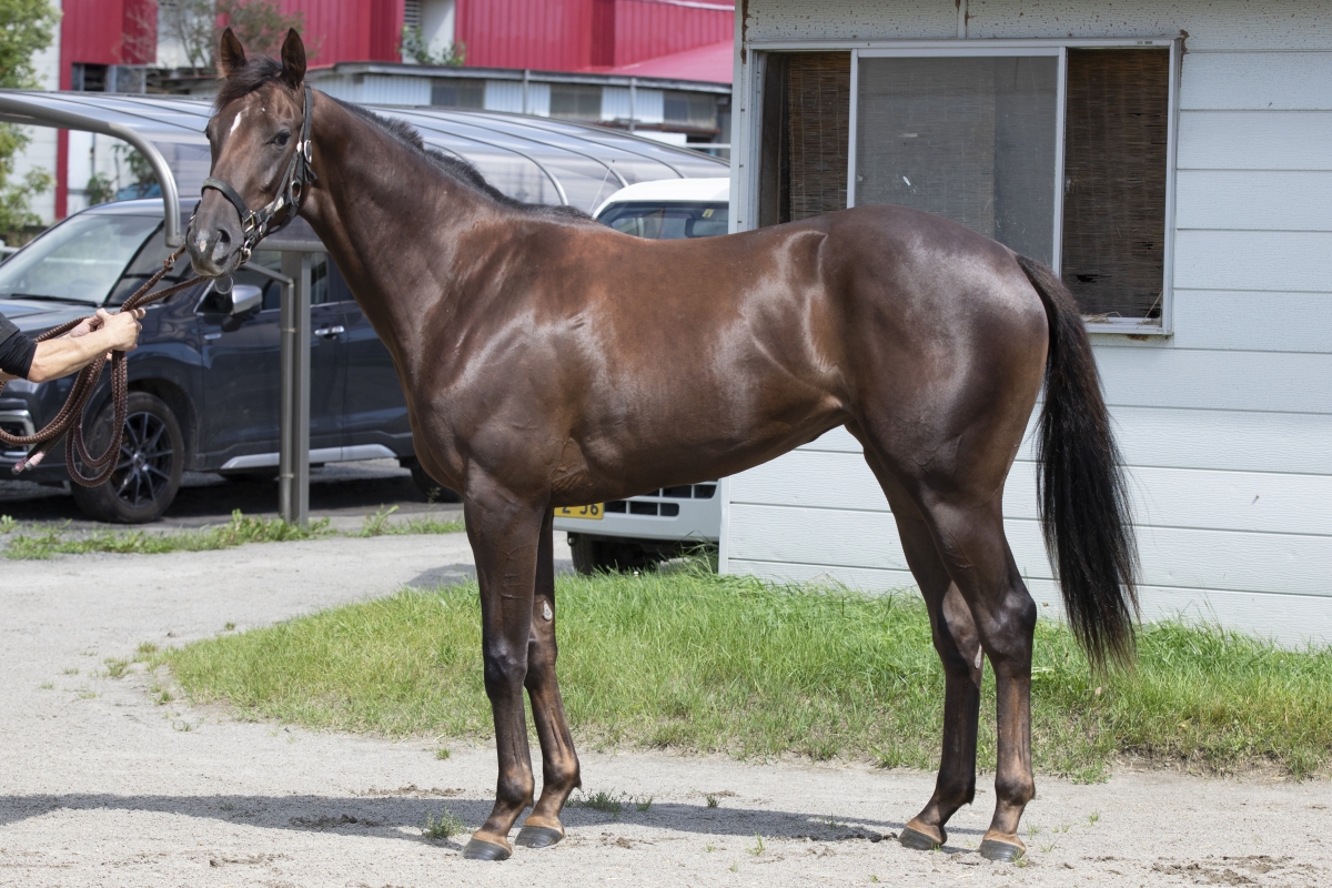 キタカラキタダイヤ Kitakara Kita Dia 牝 ２歳 ※地方競馬 在籍 