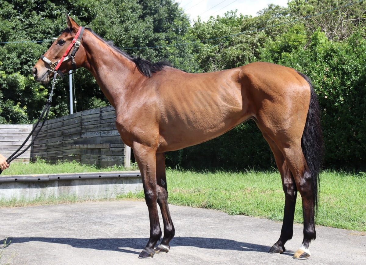 エルピーダ　Elpida　　牝　３歳　　※中央競馬　登録抹消_main1