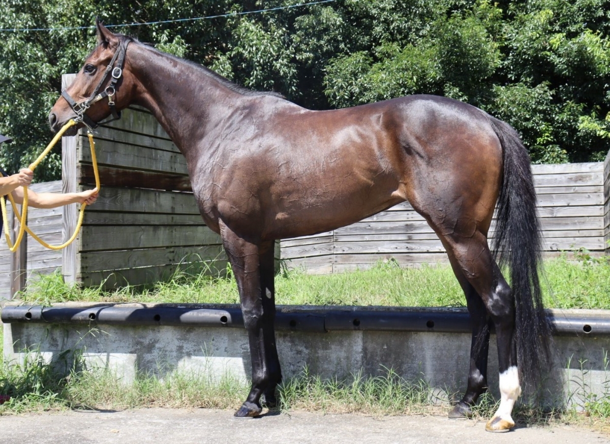 フォルトゥナータ Fortunata 牝 3歳 ※中央競馬 登録抹消 フォルトゥナータ Fortunata 牝 3歳 ※中央競馬 登録抹消