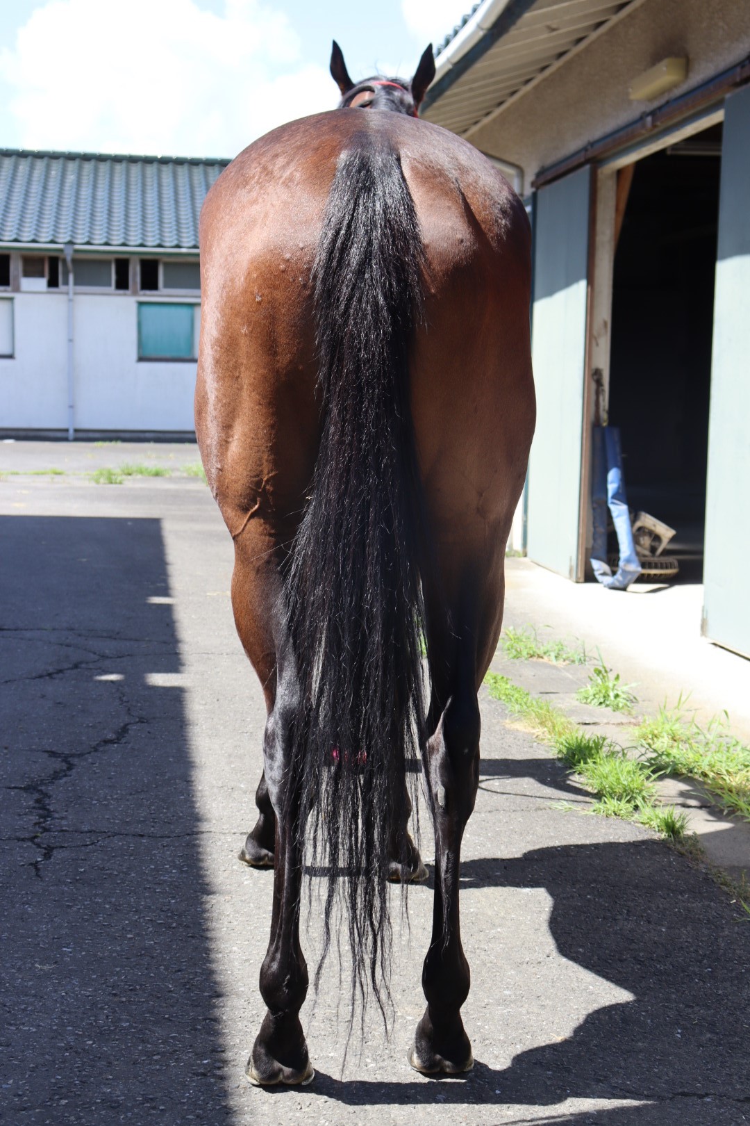 ハナハナ Hana Hana 牝 3歳 ※地方競馬 在籍 | サラブレッドオークション