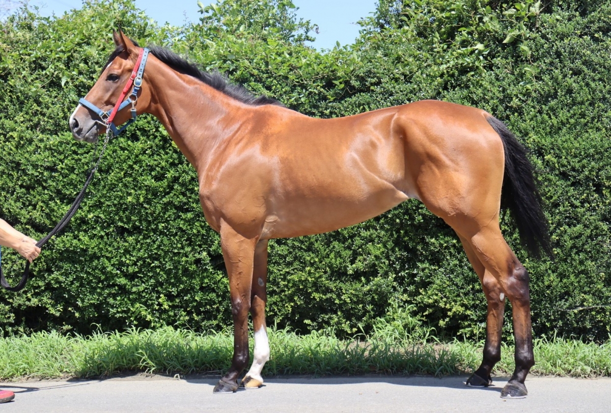 スタージュエル　Star Jewel　　牝　３歳　　※繁殖牝馬（空胎）_main1