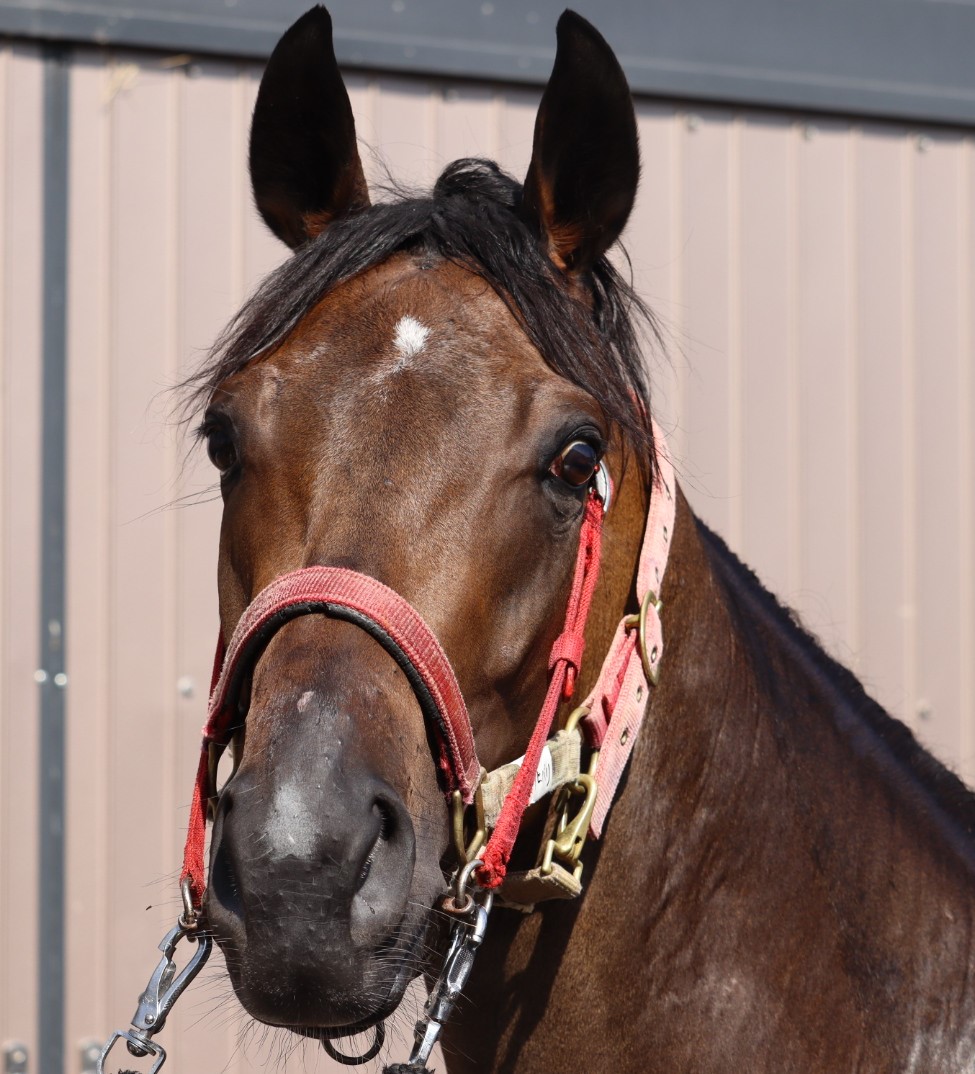 クサヒバリ Kusahibari 牝 ３歳 ※中央競馬 登録抹消 | サラブレッドオークション