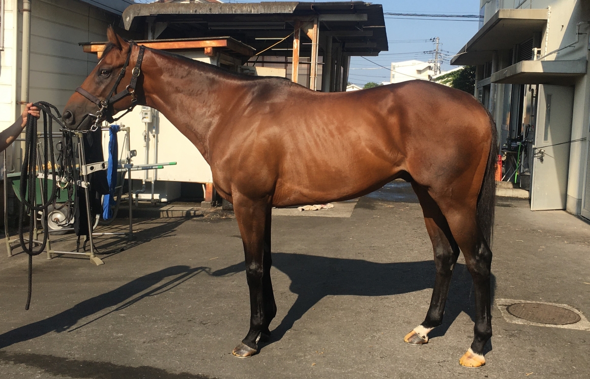 シゲルアパライト Shigeru Apalite 牡 4歳 ※地方競馬 在籍