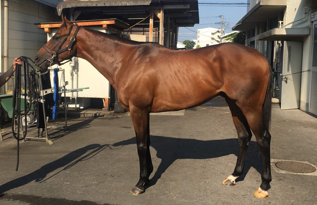 シゲルアパライト Shigeru Apalite 牡 4歳 ※地方競馬 在籍
