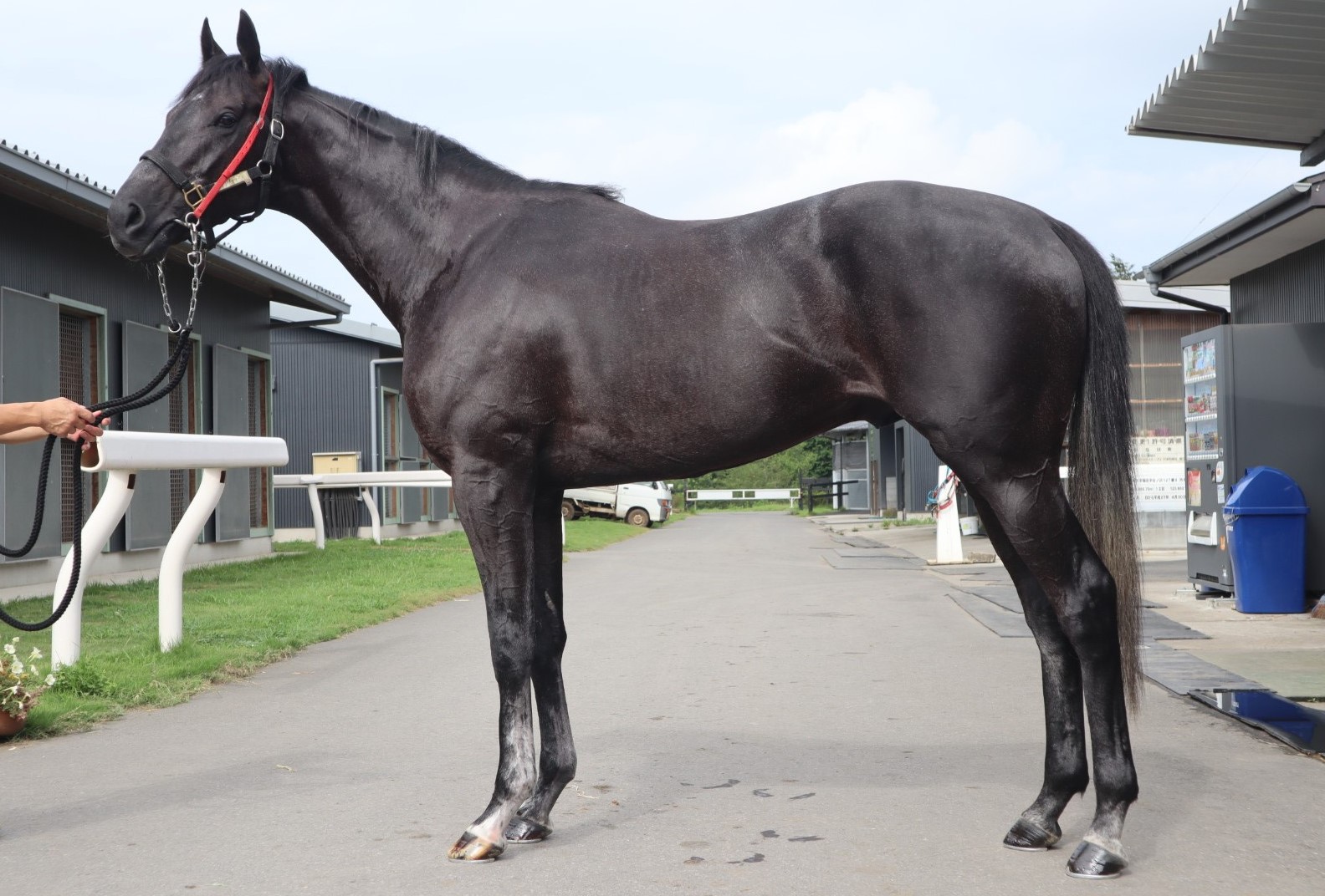 ヴァイスカイザー　Weiss Kaiser　　牡　３歳　　※中央競馬　登録抹消_main1