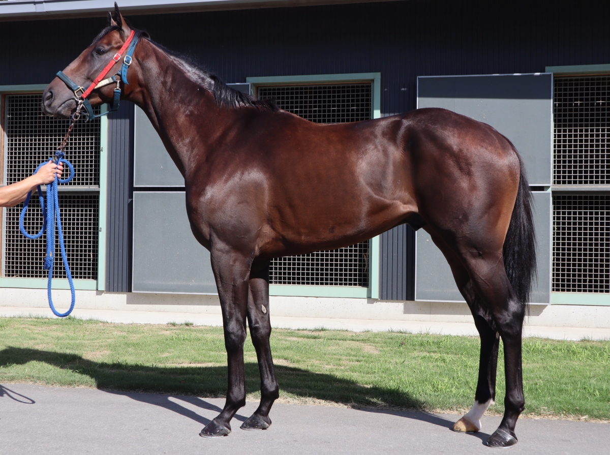 マイネルオフショア Meiner Offshore 牡 3歳 ※中央競馬 登録抹消 
